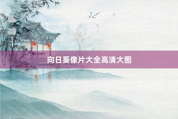 向日葵像片大全高清大图